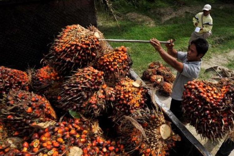 Apkasindo Apresiasi Kebijakan Penghapusan Pungutan Ekspor (PE) Minyak Kelapa Sawit Mentah oleh Pemerintah