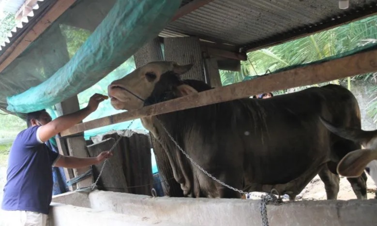 Idul Adha Tahun Ini, Jokowi Kurban Sapi Berat 800 Kg Hinga 1 Ton di 34 Provinsi