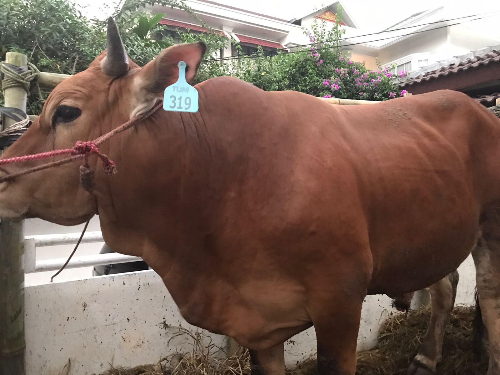 Kapolri Listyo Sigit Prabowo Serahkan Hewan Kurban, Seekor Sapi Berat 500 kg ke MPN Pemuda Pancasila