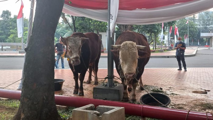 Sapi Kurban Jokowi dan Ma'ruf Amin