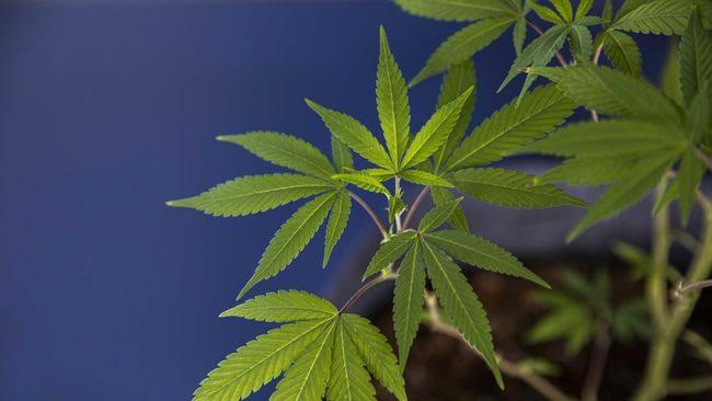 Legalisasi Ganja Medis Ditolak, Kemenkumham: Putusan MK Sangat Jelas