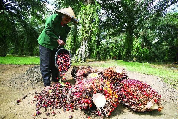 Pengawasan Harga TBS Sawit di Konawe Selatan, Polda Sultra Dampingi Satgas Pusat