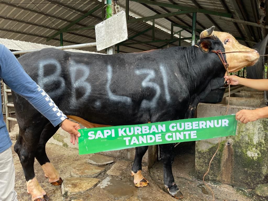 Sapi Bantuan Gubernur Anies Baswedan Dipotong Oleh Ketua Umum GPMI