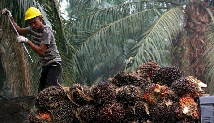 Kritik Walhi Soal Wacana Papua Ditanami Sawit