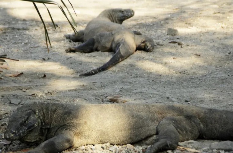 Mulai 1 Januari 2023, Tarif Masuk Pulau Komodo Rp3,75 Juta
