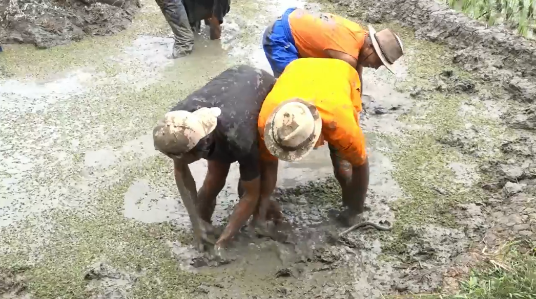 Serunya Libur Akhir Pekan Tangkap Belut Sambil Berwisata Di Tengah Persawahan