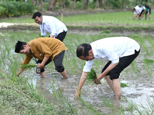Tanam Padi Bersama Petani di Tuban, Presiden Jokowi Apresiasi Penggunaan Pupuk Organik