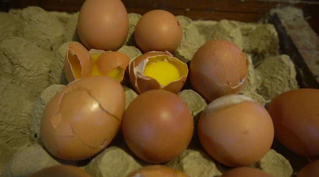 Stop MBG Picu Harga Telur dan Ayam Ambruk