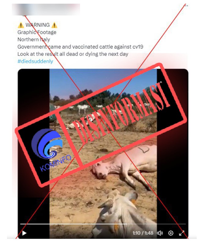 Viral Sapi-sapi Mati Usai Divaksinasi Covid-19, Ternyata Informasi Hoaks