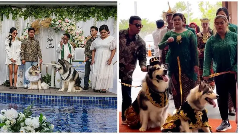 Jalani Pemberkatan Hingga Prosesi Adat Lengkap, Pernikahan Anjing Jojo dan Luna Curi Perhatian Khalayak