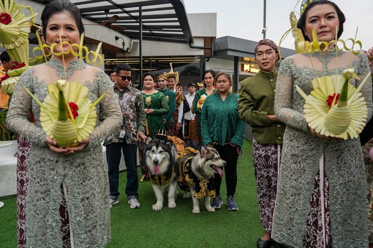 Pernikahan Anjing Jojo dan Luna Dihujat Warganet, Ini Kata Antropolog UGM