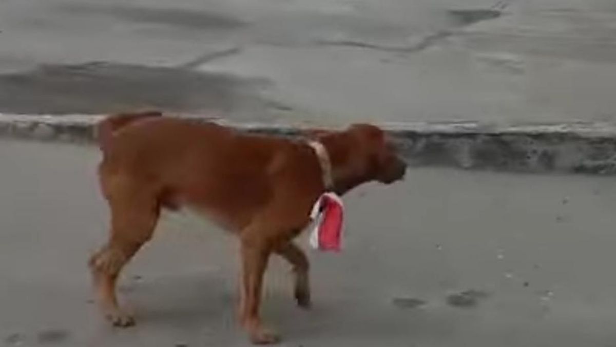 Anjing Robert Herison