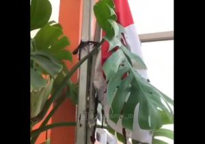 Viral OTK Bakar Bendera Merah Putih di Cimanggis