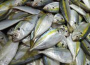 Harga Ikan Kembung Lonjak Tajam di Sumatera Barat