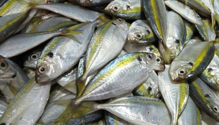 Harga Ikan Kembung Lonjak Tajam di Sumatera Barat