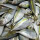Harga Ikan Kembung Lonjak Tajam di Sumatera Barat