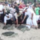 Lepas 600 Tukik, 1000 Burung dan 30 Penyu, Bali Nice Dukung WWF
