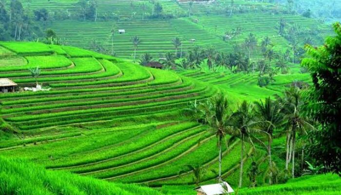 Masyarakat Bali Diimbau Dukung WWF, Masa Depan Pangan Tergantung dengan Air
