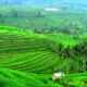 Masyarakat Bali Diimbau Dukung WWF, Masa Depan Pangan Tergantung dengan Air