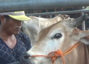 Jelang Idul Adha Harga Sapi Naik 1-2 Juta Perekor Di Purwakarta