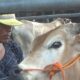 Harga Bahan Pokok dari Cabai Rawit Hingga Daging Ayam Naik Tajam