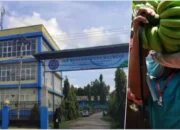 UKT Makin Mahal, Kampus Muhammadiyah Maumere Justru Bolehkan Mahasiswa Bayar Kuliah Pakai Hasil Kebun