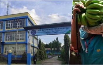 UKT Makin Mahal, Kampus Muhammadiyah Maumere Justru Bolehkan Mahasiswa Bayar Kuliah Pakai Hasil Kebun