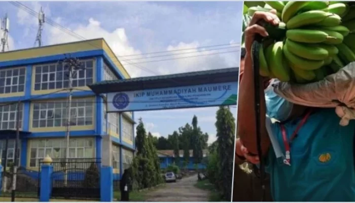 UKT Makin Mahal, Kampus Muhammadiyah Maumere Justru Bolehkan Mahasiswa Bayar Kuliah Pakai Hasil Kebun