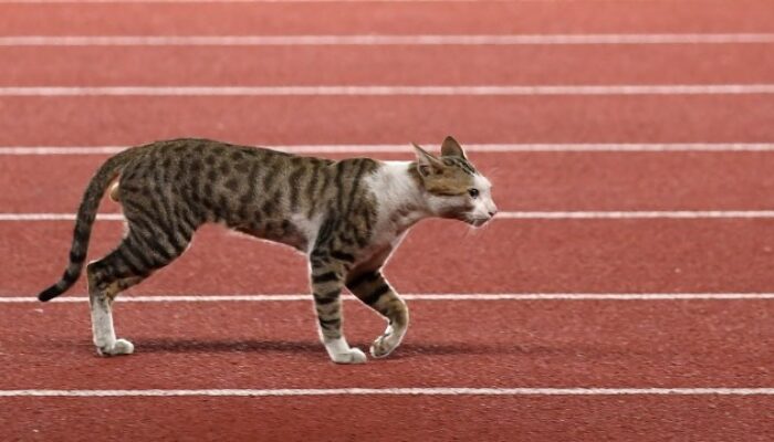 Heboh Kucing Dimasukkan Plastik di GBK, Ini Klarifikasi Pengelola