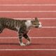Heboh Kucing Dimasukkan Plastik di GBK, Ini Klarifikasi Pengelola