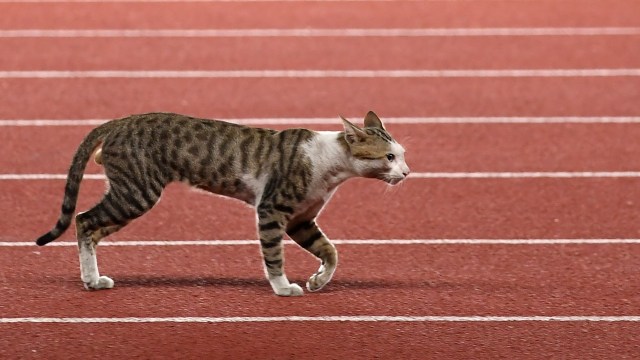 Heboh Kucing Dimasukkan Plastik di GBK, Ini Klarifikasi Pengelola