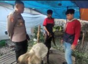 Kapolsek Nyambi Jual Kambing, Berdayakan Pemuda