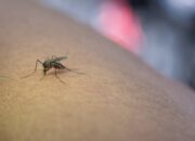 Nyamuk Wolbachia Akan Kembali Disebar Cegah Virus Deman Berdarah