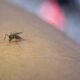 Nyamuk Wolbachia Akan Kembali Disebar Cegah Virus Deman Berdarah