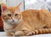 Pria di Malang Paku Kucing di Pohon Hingga Tewas, Ternyata Ini Motifnya