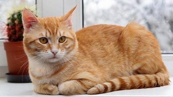 Pria di Malang Paku Kucing di Pohon Hingga Tewas, Ternyata Ini Motifnya