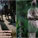 Viral TNI di Gorontalo Pingsan Gegara Lihat Pocong, Ini Kata Polisi