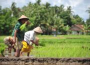 Hari Tani Nasional Angkat Isu Tangkap & Adili Jokowi, Aktivis : Justru Ini Kelompok Sontoloyo