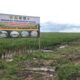 Pemerintahan Prabowo-Gibran Diminta Kaji Ulang Food Estate