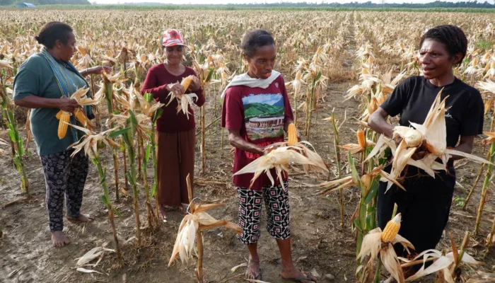Masyarakat Papua Tolak Program Transmigrasi Food Estate