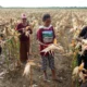 Masyarakat Papua Tolak Program Transmigrasi Food Estate