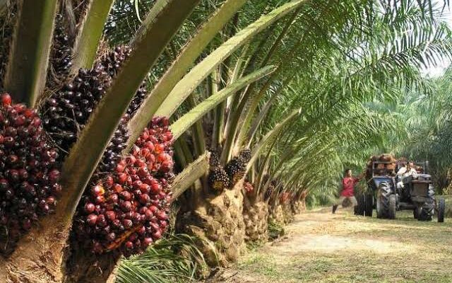 Demi Daya Tampung Lingkungan, Masyarakat Sipil Desak Pemerintahan Prabowo Tetapkan Moratorium Sawit