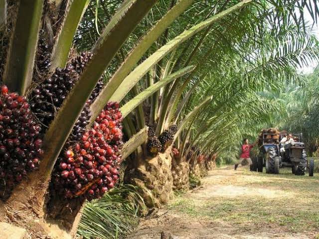 Demi Daya Tampung Lingkungan, Masyarakat Sipil Desak Pemerintahan Prabowo Tetapkan Moratorium Sawit