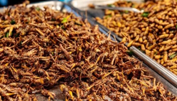 Kepala BGN: Belalang dan Ulat Sagu Berpotensi Jadi Menu Makan Bergizi Gratis