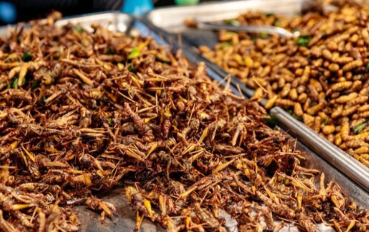 Kepala BGN: Belalang dan Ulat Sagu Berpotensi Jadi Menu Makan Bergizi Gratis