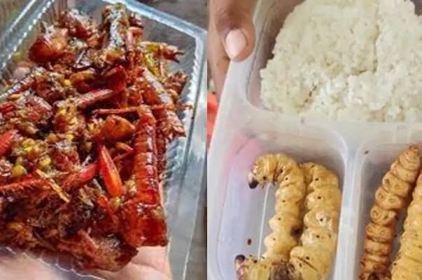 MBG Serangga Picu Perdebatan & Reaksi Pro dan Kontra