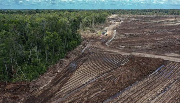 Desak Pembatalan Alih Hutan Jadi Lahan Pangan
