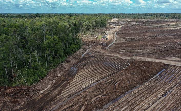 Desak Pembatalan Alih Hutan Jadi Lahan Pangan
