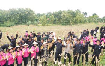 Polda Jateng Panen Raya Jagung 9 Ton di 2 Hektar Lahan, Sukses Jalankan Program Ketahanan Pangan Polri