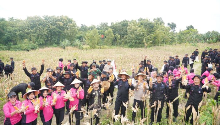 Polda Jateng Panen Raya Jagung 9 Ton di 2 Hektar Lahan, Sukses Jalankan Program Ketahanan Pangan Polri